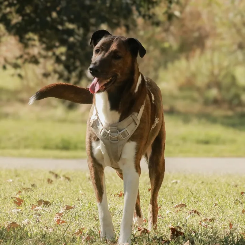 Buster thumbnail 3