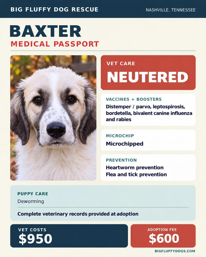 A baby large-sized male White / Cream Great Pyrenees dog named Baxter for adoption in Nashville, TN