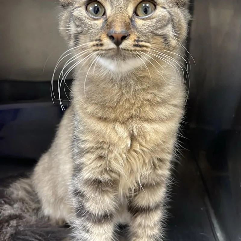 A young medium-sized female Domestic Medium Hair cat named Yana for adoption in Fort Payne, AL