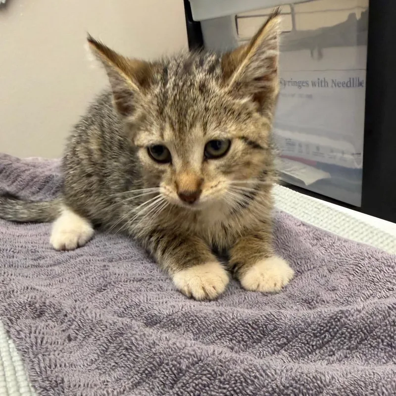 A baby small-sized female Gray / Blue / Silver Domestic Short Hair cat named Daiquiri for adoption in Morganton, NC