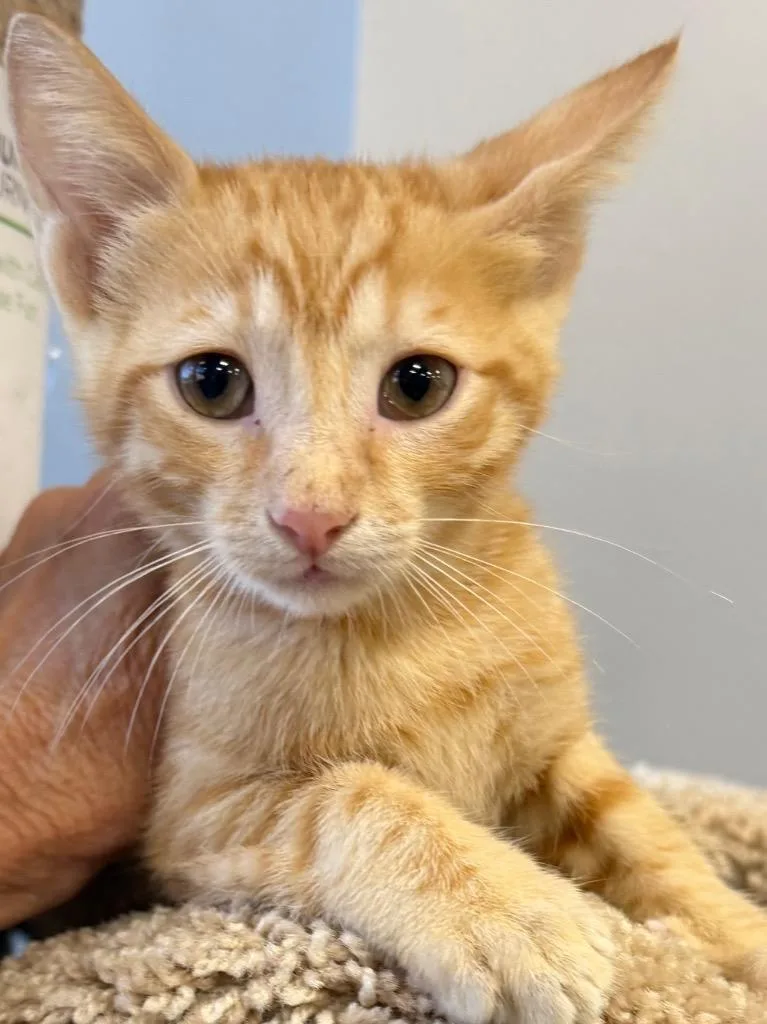 A baby small-sized male Tabby cat named Pumpernickel for adoption in Brookhaven, MS