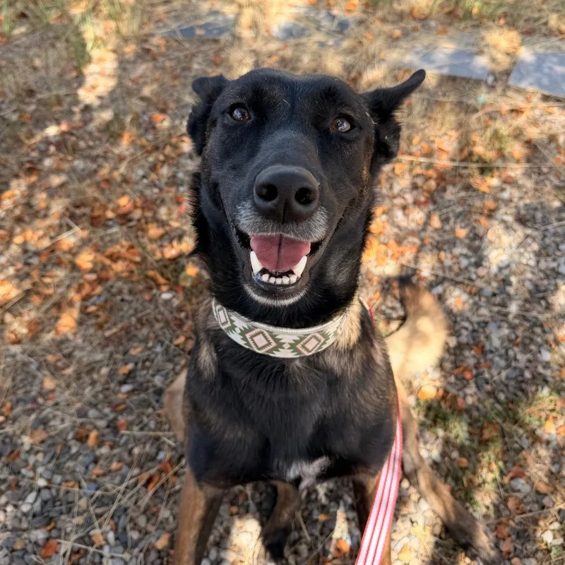 An adult medium-sized female Brown / Chocolate Belgian Shepherd / Malinois dog named Kira for adoption in Pagosa Springs, CO