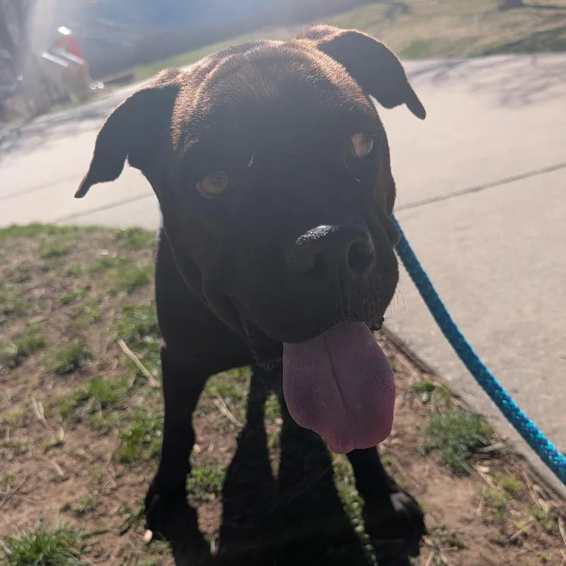 An adult large-sized female Brown / Chocolate Mixed Breed dog named Babe for adoption in Salt Lake City, UT
