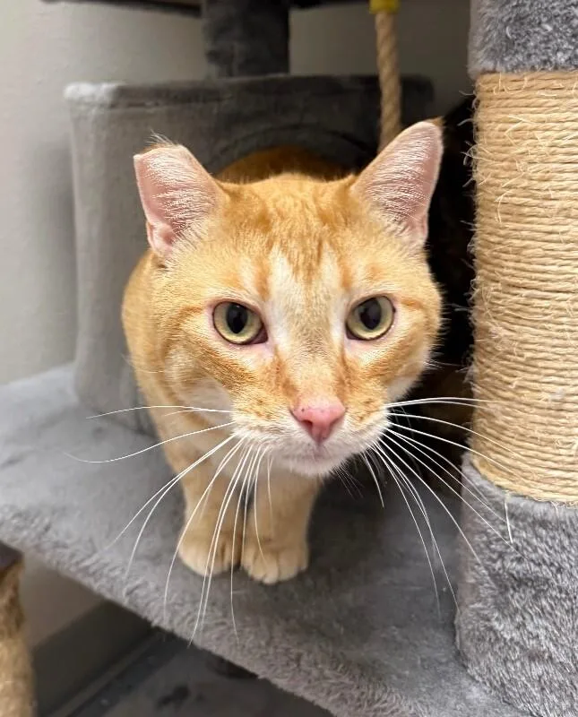 An adult medium-sized female Domestic Short Hair cat named Frankie for adoption in Yankton, SD