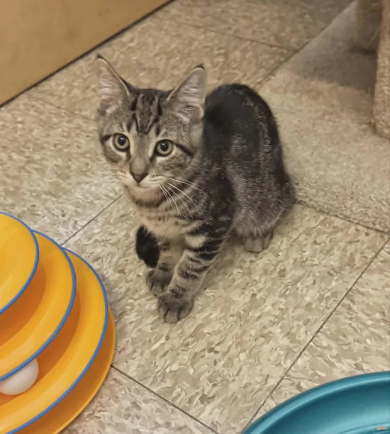 A baby medium-sized male Tabby (Brown / Chocolate) Domestic Short Hair cat named Logan for adoption in Springfield, PA