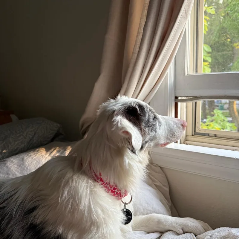 A young medium-sized male Australian Shepherd dog named Echo for adoption in Madison, WI