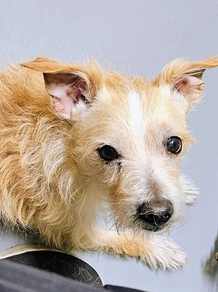 A senior small-sized male Golden Jack Russell Terrier dog named Scrappy for adoption in Homer Glen, IL