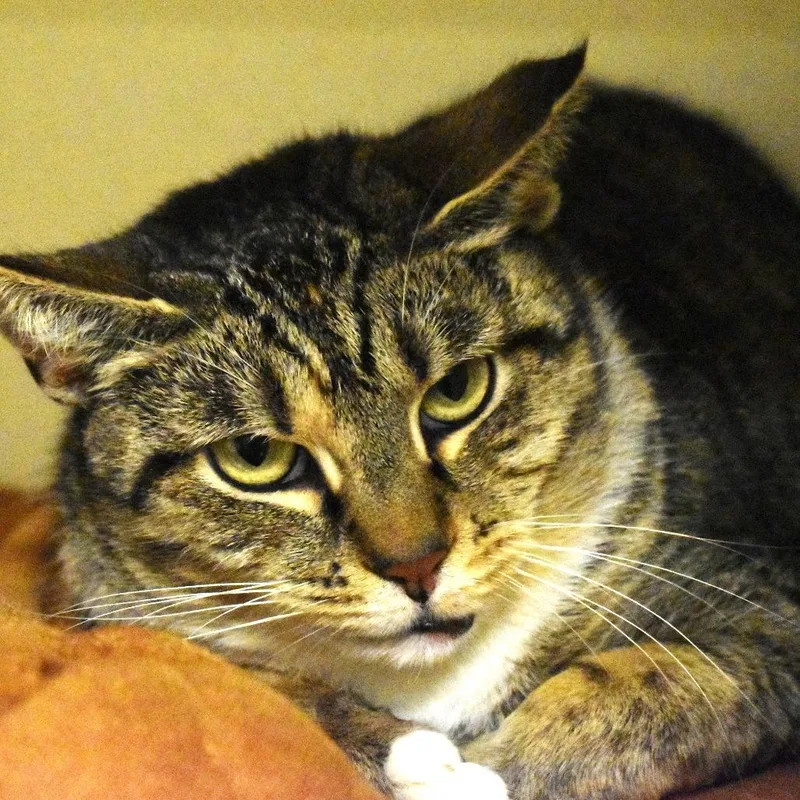 An adult small-sized female Brown / Chocolate Domestic Short Hair cat named Alyssa for adoption in Waynesboro, PA