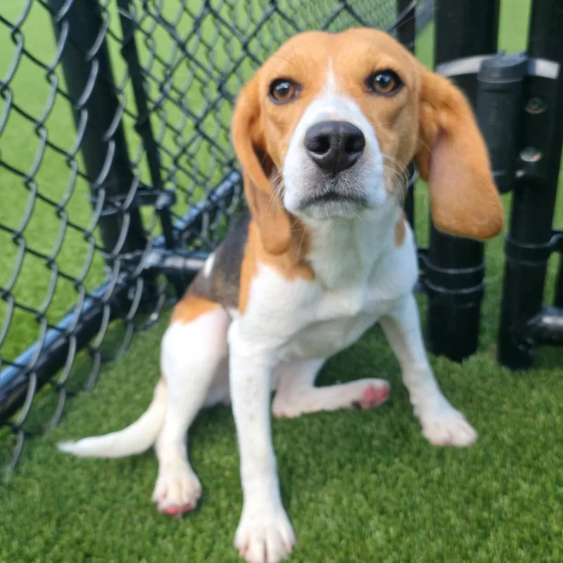 A young small-sized female Brown / Chocolate Beagle dog named Rome for adoption in LOXAHATCHEE, FL