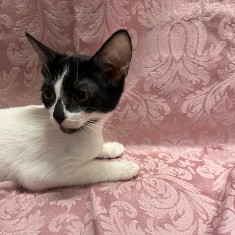 A baby small-sized female Black Domestic Short Hair cat named Kauai for adoption in Brea, CA