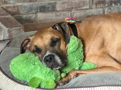 An adult large-sized male Mixed Breed dog named Sparco for adoption in Cincinnati, OH