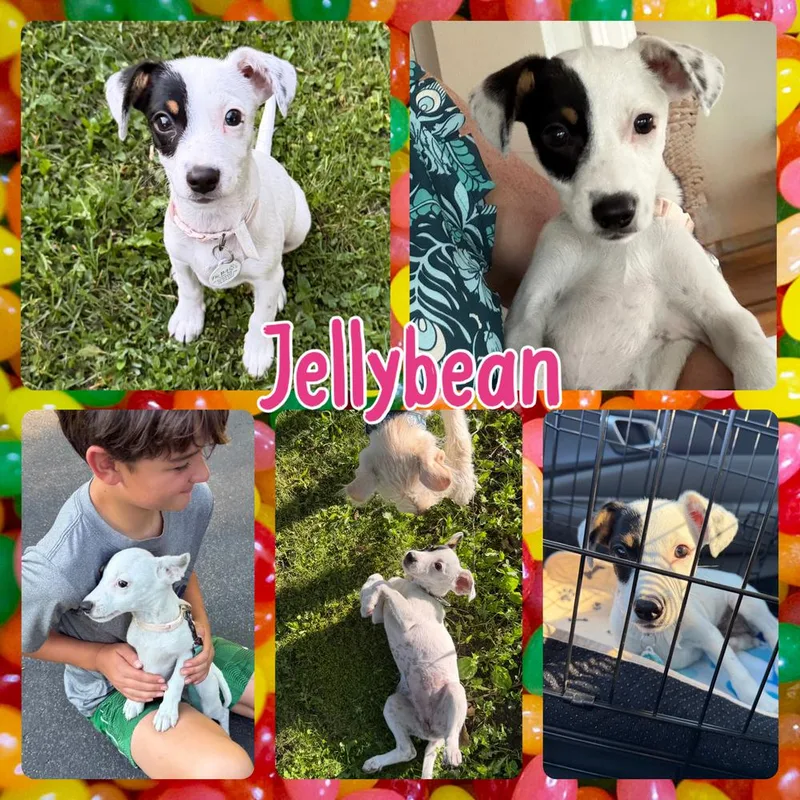 Jelly Bean thumbnail 3