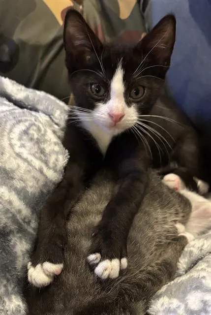 A baby small-sized male Domestic Short Hair cat named Goblin for adoption in Fort Walton Beach, FL