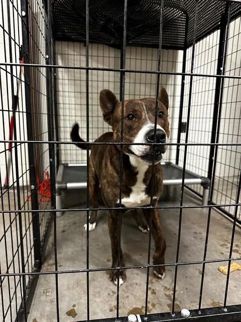 An adult medium-sized male Dutch Shepherd dog named Kato for adoption in Olivette, MO