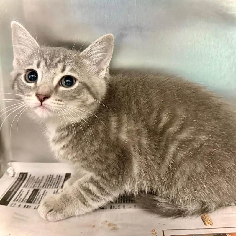 A baby small-sized female Gray / Blue / Silver Domestic Short Hair cat named Ruby for adoption in Marshall, VA