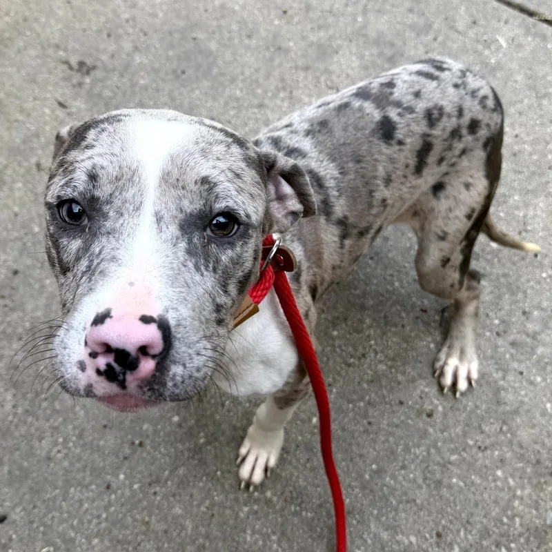 A baby small-sized male Gray / Blue / Silver Pit Bull Terrier dog named Nurse Jesse for adoption in Northbrook, IL