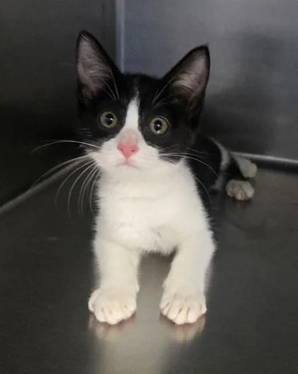 A baby small-sized female Domestic Short Hair cat named Esme for adoption in Gainesville, FL