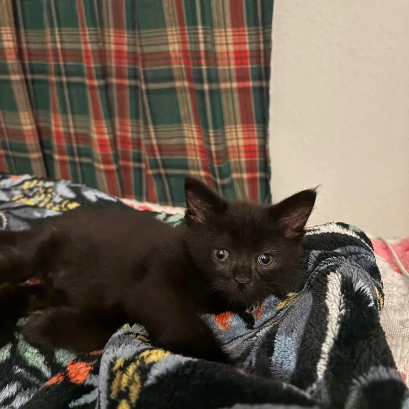 A baby small-sized female Black Domestic Short Hair cat named Berry for adoption in Long Beach, CA
