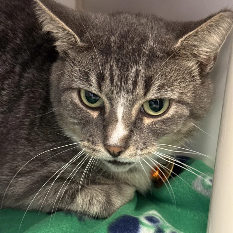 An adult medium-sized female Gray & White Domestic Short Hair cat named Poppy for adoption in Lansing, MI