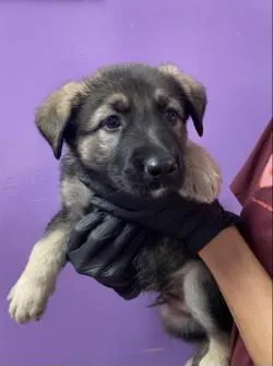 A baby large-sized male Black German Shepherd Dog dog named 60794470 for adoption in El Paso, TX