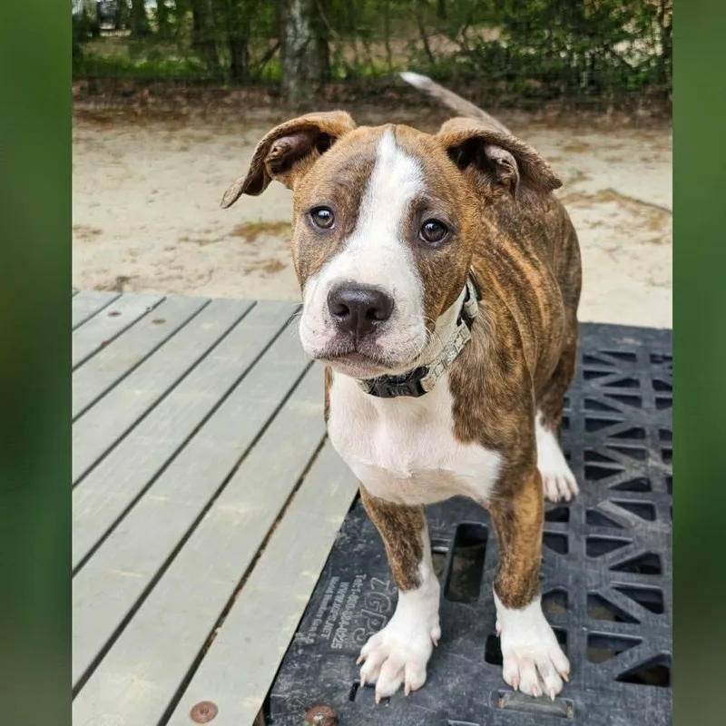 A baby large-sized male Brindle Mixed Breed dog named Simon for adoption in BONIFAY, FL