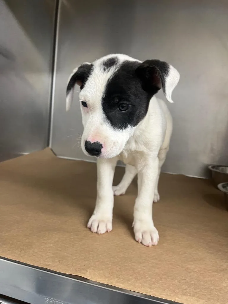 A baby small-sized female Mixed Breed dog named Sophie for adoption in Cartersville , GA