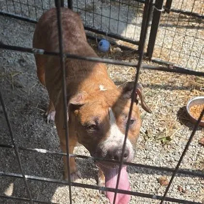 An adult medium-sized female Brown / Chocolate Pit Bull Terrier dog named Katie for adoption in Brooksville, KY