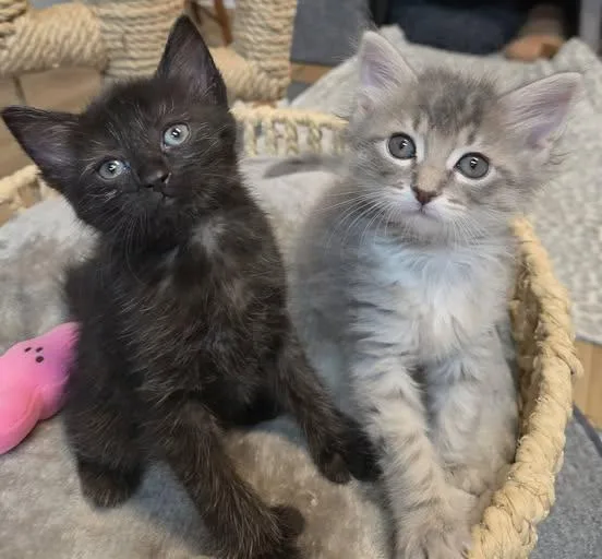 A baby medium-sized female Black Domestic Medium Hair cat named Polly & Tera for adoption in Fort Mill, SC