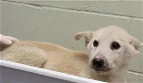 A baby small-sized male Husky dog named Feather for adoption in Tulsa, OK