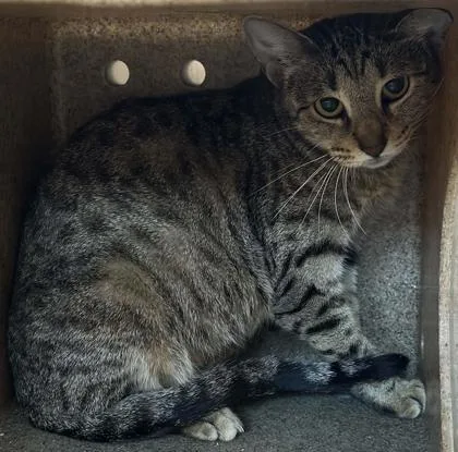 An adult medium-sized female Domestic Short Hair cat named Bitsy for adoption in Shreveport, LA