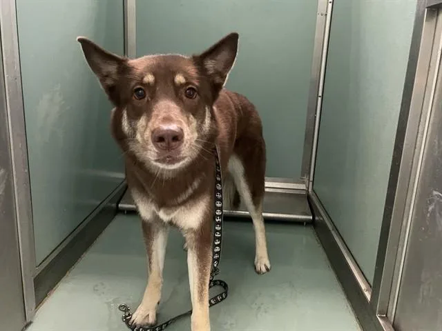 A young large-sized female Siberian Husky dog named A for adoption in Moreno Valley, CA