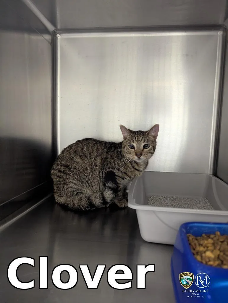 An adult medium-sized male Domestic Short Hair cat named Clover for adoption in Rocky Mount, NC