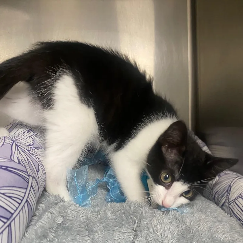 A baby medium-sized female Domestic Short Hair cat named Catillac for adoption in Fall River, MA