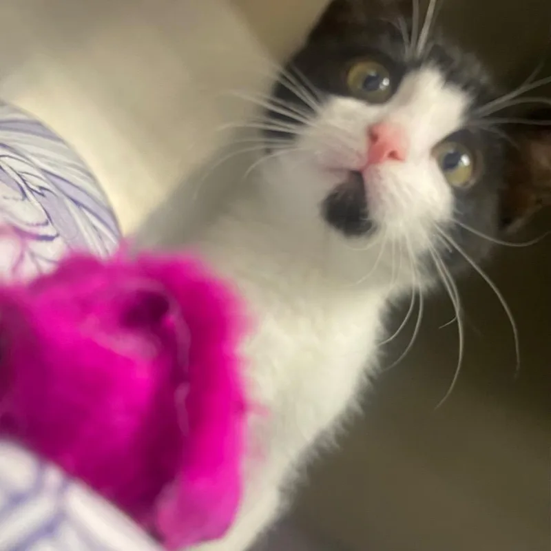 Catillac thumbnail 4