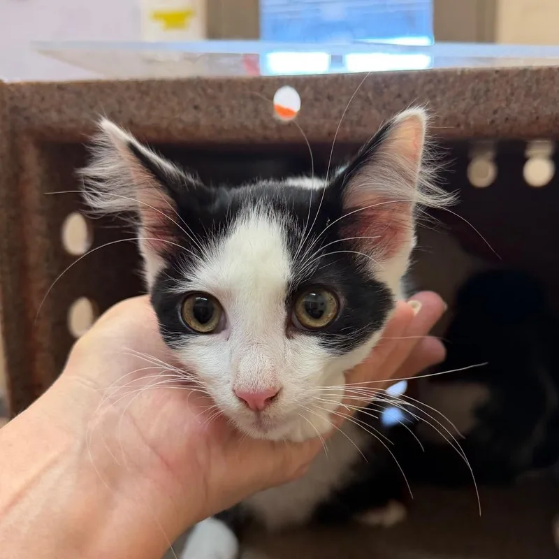 A baby small-sized male Black Domestic Short Hair cat named Juju for adoption in Birmingham, AL