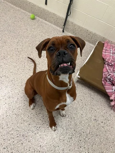 A young large-sized female Boxer dog named Miss Xena for adoption in Brighton, CO