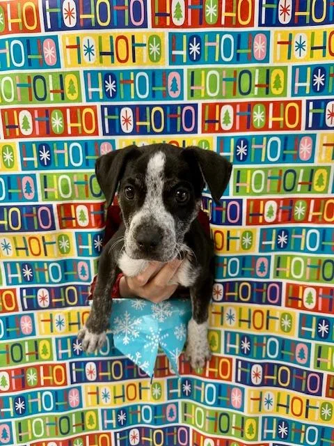A baby medium-sized male Australian Cattle Dog / Blue Heeler dog named Rudolph for adoption in Madison, GA