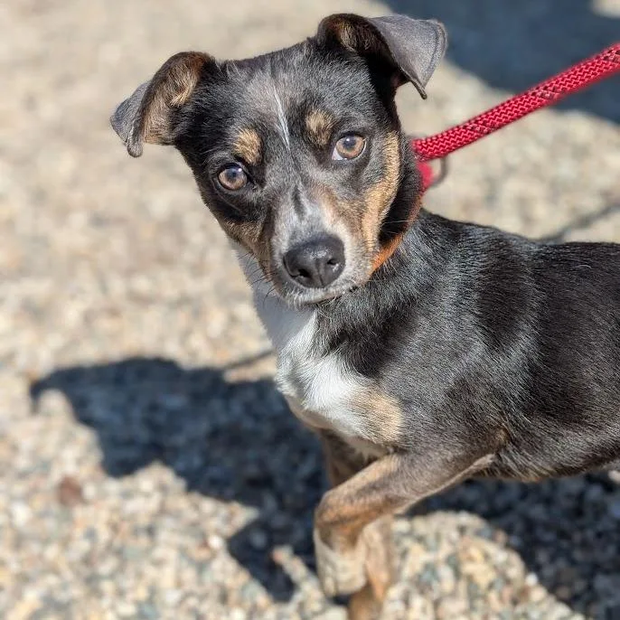 A young small-sized female Gray / Blue / Silver Mixed Breed dog named Lainey for adoption in West Olive, MI