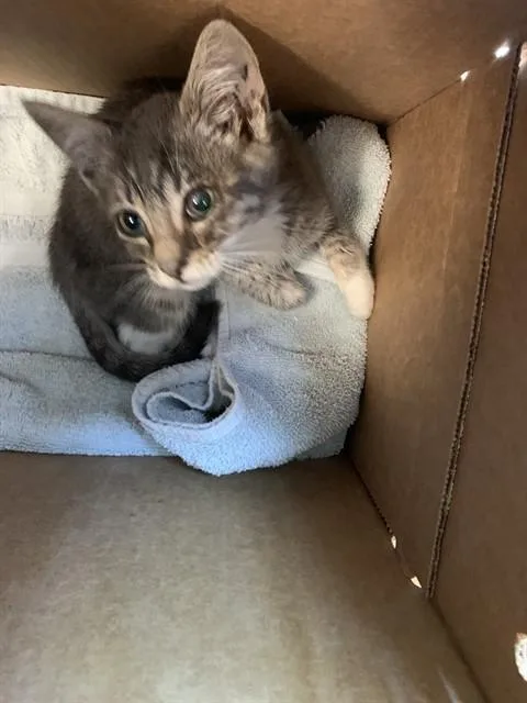 A baby small-sized female Domestic Short Hair cat named Fiona for adoption in San Jose, CA