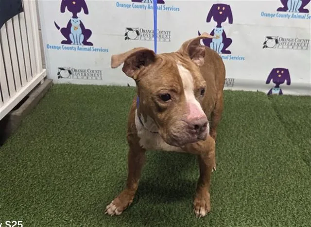 A senior large-sized female Pit Bull Terrier dog named Mary Jane for adoption in Orlando, FL