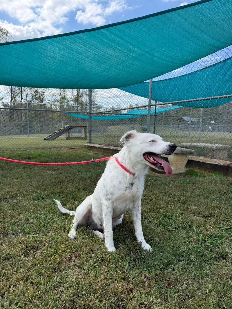 An adult large-sized female Australian Shepherd dog named Moonpie COMING SOON for adoption in Nashville, TN