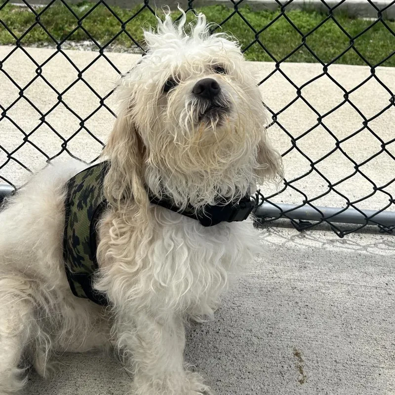 An adult small-sized male White / Cream Poodle dog named Bean for adoption in Uniontown, PA