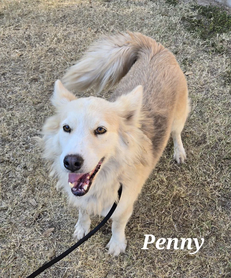 A young medium-sized female Apricot / Beige Husky dog named Penny for adoption in Edinburg, TX