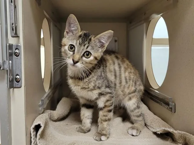 A baby small-sized female Domestic Short Hair cat named Freya for adoption in Denver, CO