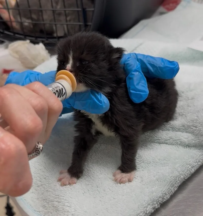 A baby large-sized male Domestic Medium Hair cat named Bishop for adoption in Grants Pass, OR