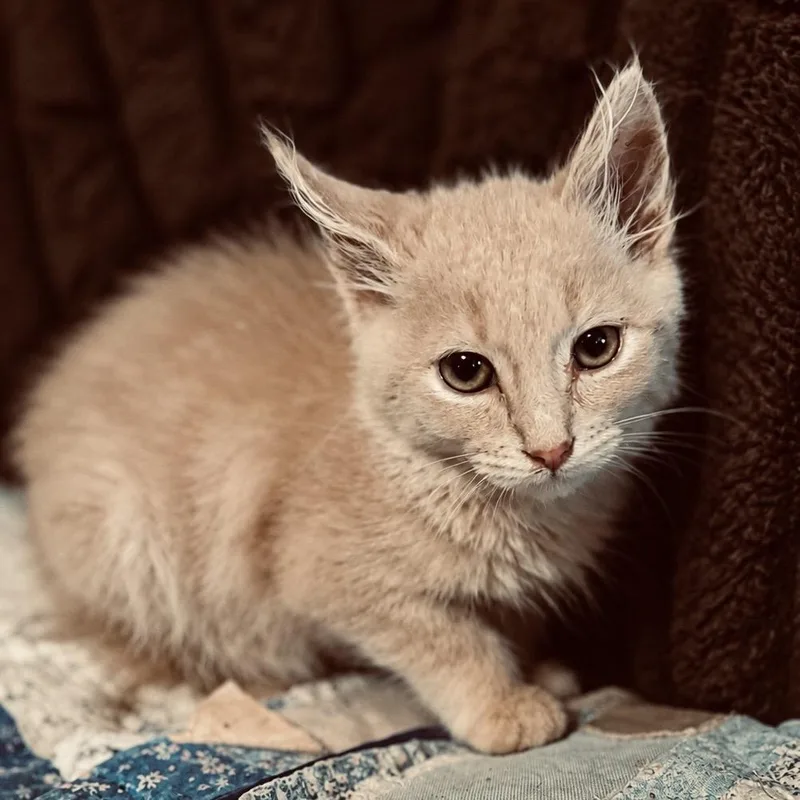 A baby small-sized male Buff / Tan / Fawn Domestic Medium Hair cat named Woody for adoption in Lancaster, OH