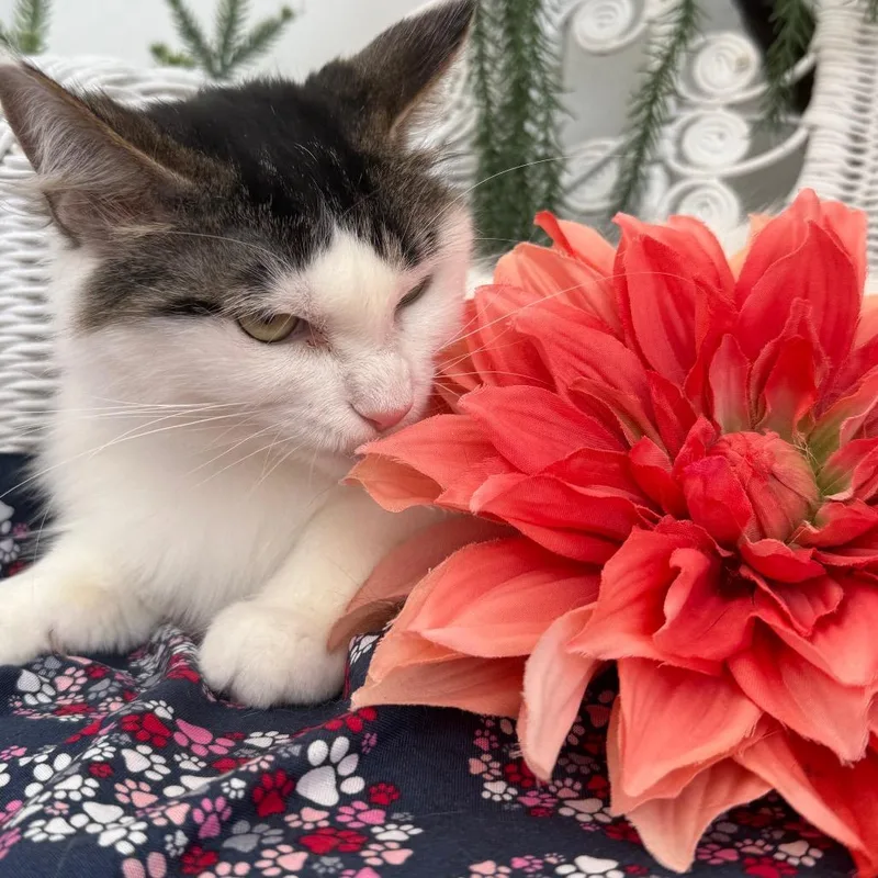 A senior medium-sized female Gray / Blue / Silver Domestic Medium Hair cat named Flowery Chestnut for adoption in Eaton Rapids, MI