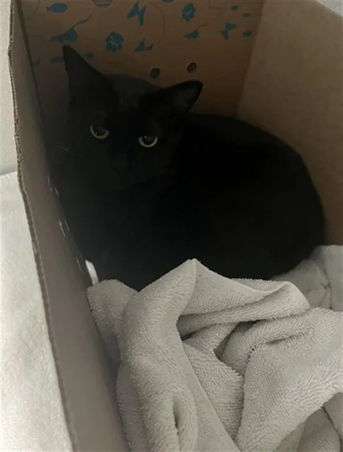 An adult medium-sized female Domestic Short Hair cat named Bean for adoption in Long Beach, CA