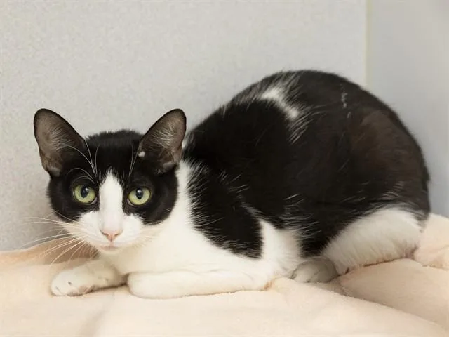A young medium-sized female Domestic Short Hair cat named Remi for adoption in Phoenix, AZ