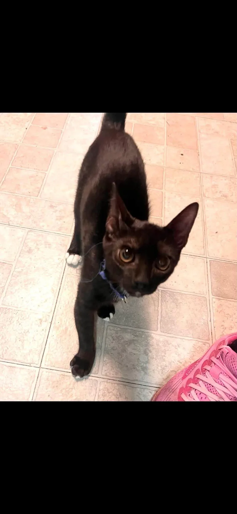 A baby medium-sized male Black & White / Tuxedo Domestic Short Hair cat named Fuse for adoption in Cleveland, OH
